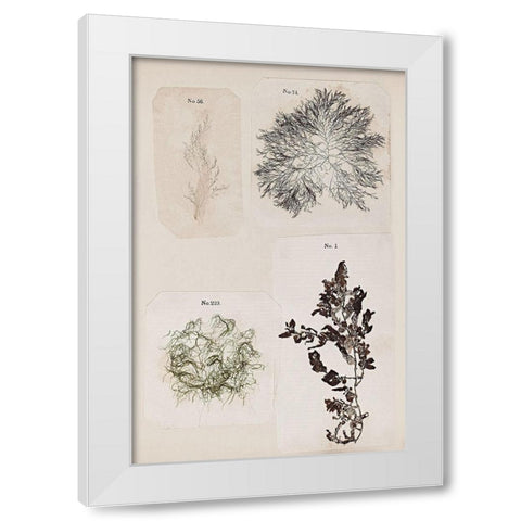 Coral Collage V White Modern Wood Framed Art Print by Vision Studio