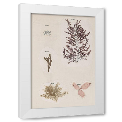 Coral Collage VII White Modern Wood Framed Art Print by Vision Studio