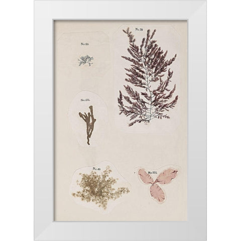 Coral Collage VII White Modern Wood Framed Art Print by Vision Studio