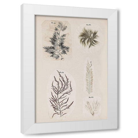 Coral Collage VIII White Modern Wood Framed Art Print by Vision Studio