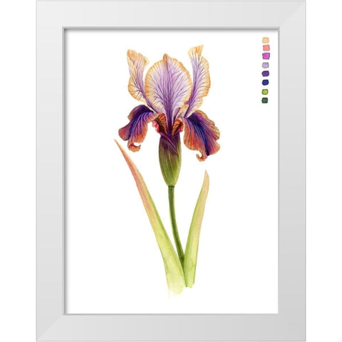 Rainbow Iris II White Modern Wood Framed Art Print by Popp, Grace