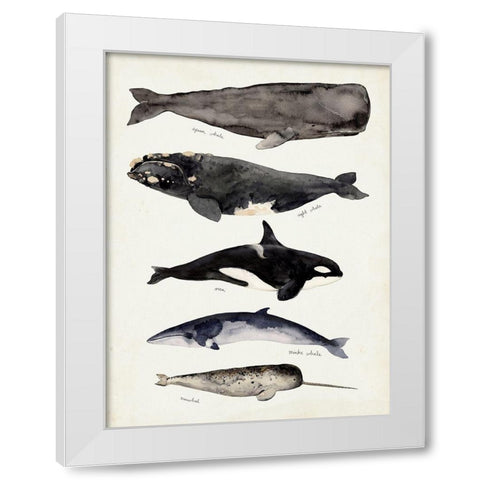 Whale Chart I White Modern Wood Framed Art Print by Barnes, Victoria