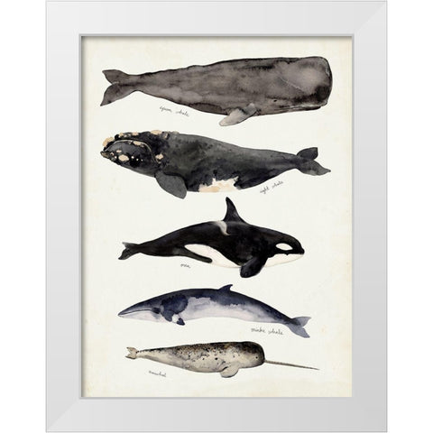 Whale Chart I White Modern Wood Framed Art Print by Barnes, Victoria