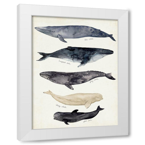 Whale Chart II White Modern Wood Framed Art Print by Barnes, Victoria