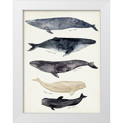 Whale Chart II White Modern Wood Framed Art Print by Barnes, Victoria
