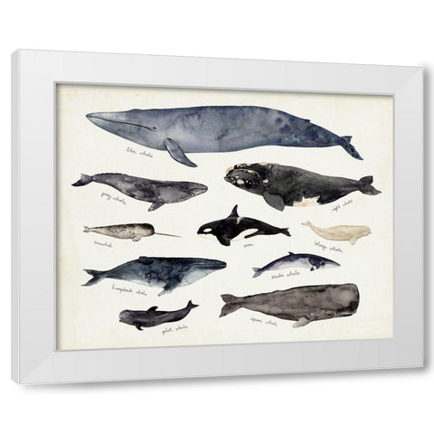 Whale Chart III White Modern Wood Framed Art Print by Barnes, Victoria