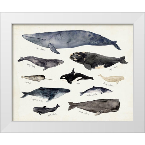 Whale Chart III White Modern Wood Framed Art Print by Barnes, Victoria