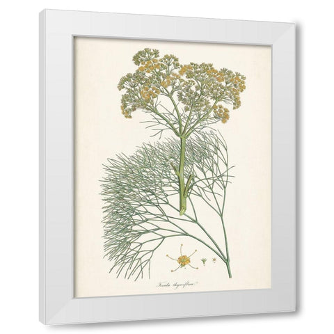 Saffron Botanicals III White Modern Wood Framed Art Print by Unknown