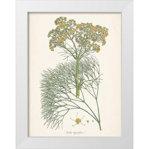Saffron Botanicals III White Modern Wood Framed Art Print by Unknown