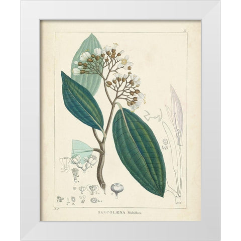 Vintage Verdure I White Modern Wood Framed Art Print by Unknown