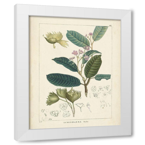 Vintage Verdure II White Modern Wood Framed Art Print by Unknown
