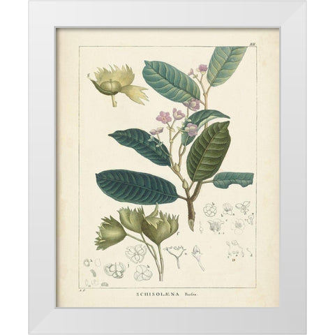 Vintage Verdure II White Modern Wood Framed Art Print by Unknown