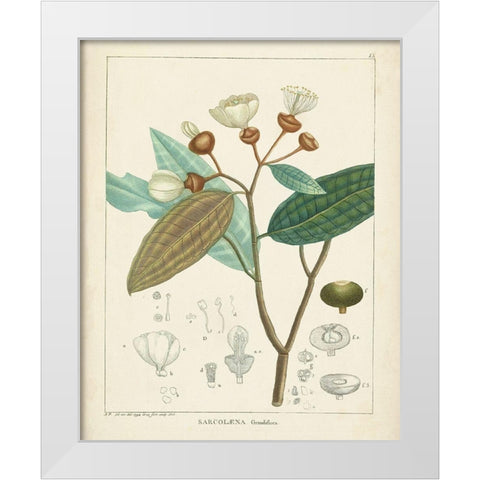 Vintage Verdure III White Modern Wood Framed Art Print by Unknown