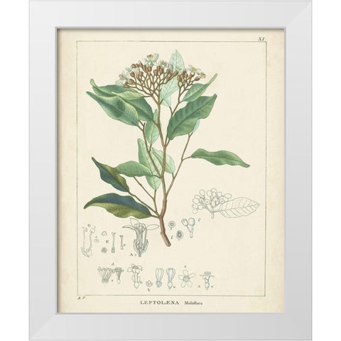 Vintage Verdure IV White Modern Wood Framed Art Print by Unknown