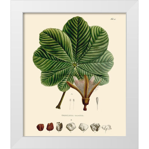 Luscious Leaves I White Modern Wood Framed Art Print by Unknown