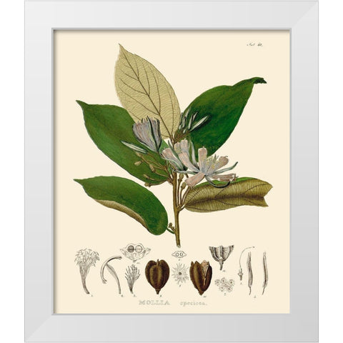 Luscious Leaves II White Modern Wood Framed Art Print by Unknown
