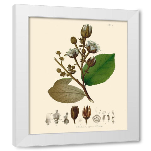 Luscious Leaves III White Modern Wood Framed Art Print by Unknown