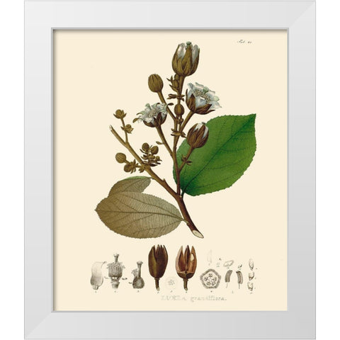 Luscious Leaves III White Modern Wood Framed Art Print by Unknown