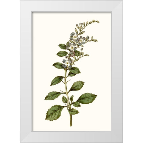 Soft Blue Botanicals I White Modern Wood Framed Art Print by Curtis