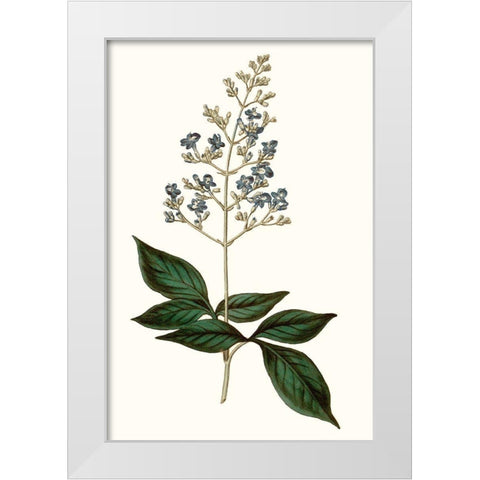 Soft Blue Botanicals IV White Modern Wood Framed Art Print by Curtis
