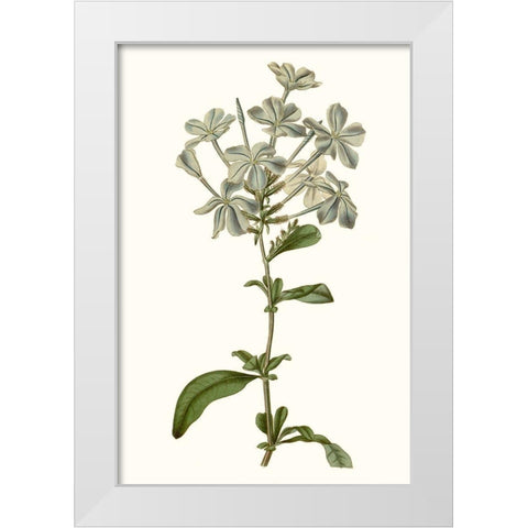 Soft Blue Botanicals VII White Modern Wood Framed Art Print by Curtis