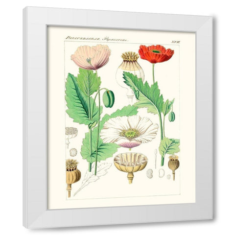 Bright Botanicals II White Modern Wood Framed Art Print by Unknown