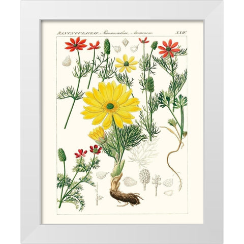 Bright Botanicals IV White Modern Wood Framed Art Print by Unknown