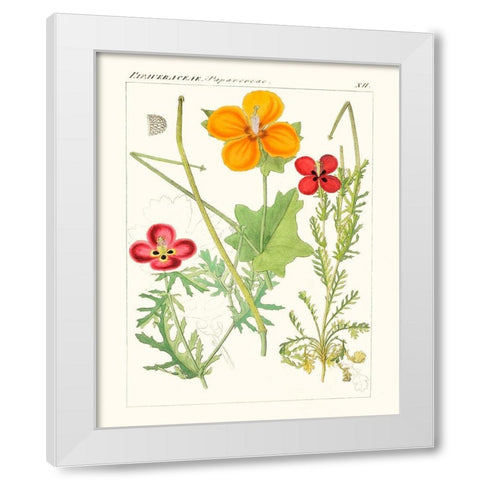 Bright Botanicals V White Modern Wood Framed Art Print by Unknown