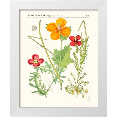 Bright Botanicals V White Modern Wood Framed Art Print by Unknown