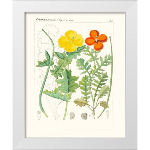 Bright Botanicals VII White Modern Wood Framed Art Print by Unknown