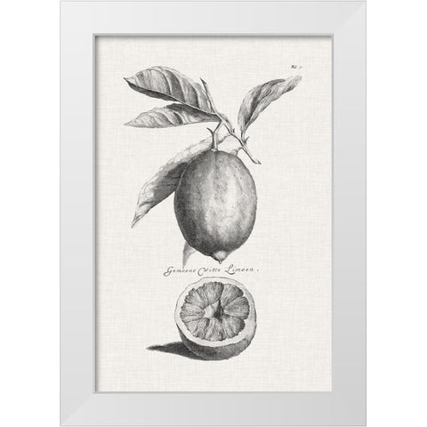 Antique Lemons and Oranges I White Modern Wood Framed Art Print by Unknown