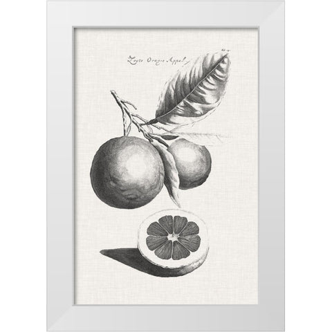 Antique Lemons and Oranges II White Modern Wood Framed Art Print by Unknown