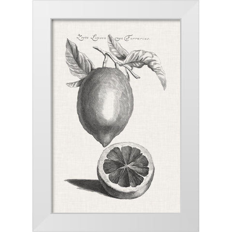 Antique Lemons and Oranges III White Modern Wood Framed Art Print by Unknown