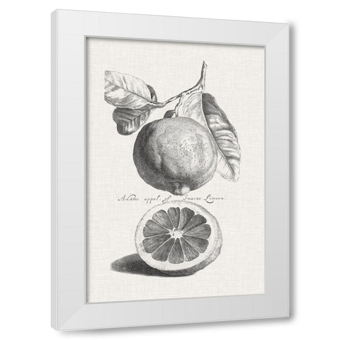 Antique Lemons and Oranges IV White Modern Wood Framed Art Print by Unknown