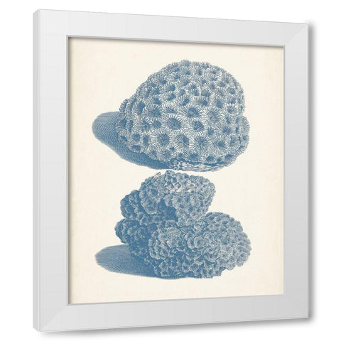 Antique Coral Collection VIII White Modern Wood Framed Art Print by Vision Studio