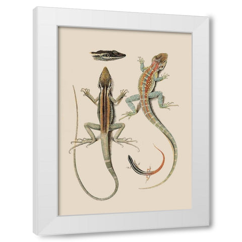 Antique Lizards II White Modern Wood Framed Art Print by Unknown