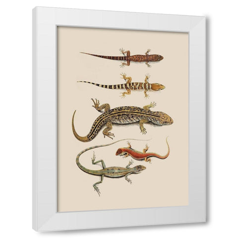 Antique Lizards III White Modern Wood Framed Art Print by Unknown