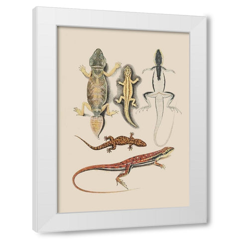Antique Lizards IV White Modern Wood Framed Art Print by Unknown