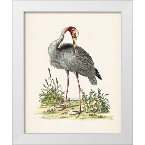 Antique Heron and Cranes I White Modern Wood Framed Art Print by Edwards, George