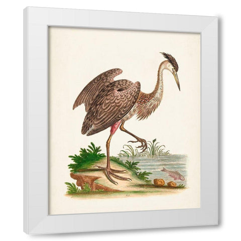 Antique Heron and Cranes III White Modern Wood Framed Art Print by Edwards, George