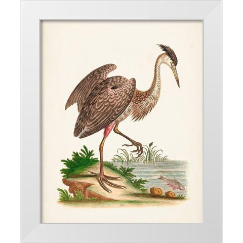 Antique Heron and Cranes III White Modern Wood Framed Art Print by Edwards, George