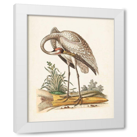 Antique Heron and Cranes IV White Modern Wood Framed Art Print by Edwards, George
