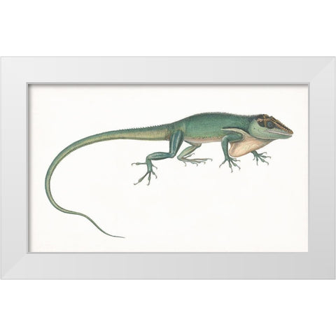 Antique Chameleon White Modern Wood Framed Art Print by Unknown