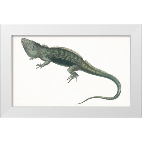 Antique Iguana White Modern Wood Framed Art Print by Unknown