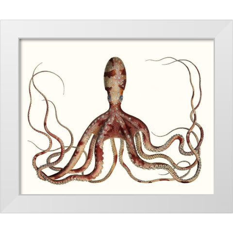 Antique Octopus Collection II White Modern Wood Framed Art Print by Unknown