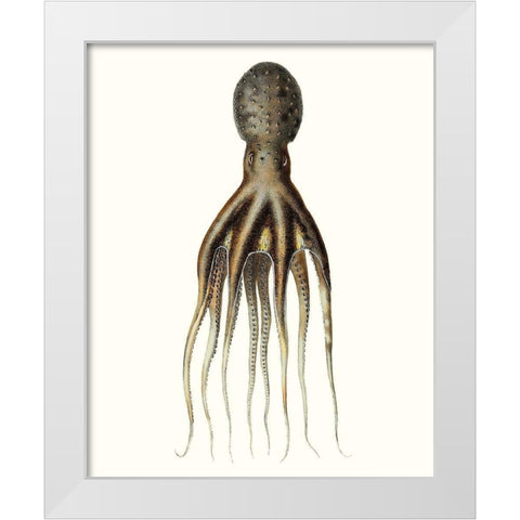 Antique Octopus Collection V White Modern Wood Framed Art Print by Unknown
