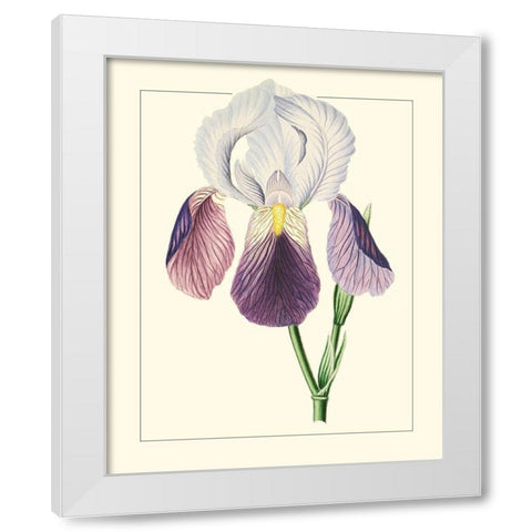 Purple Irises I White Modern Wood Framed Art Print by Unknown