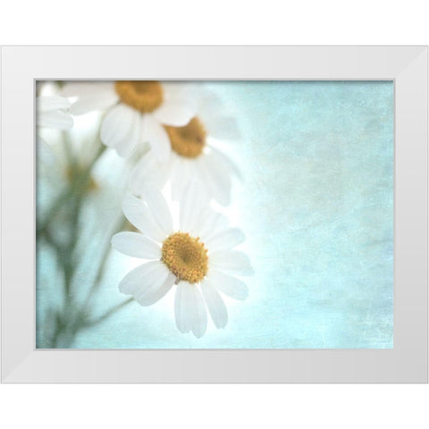 Daisy Love I White Modern Wood Framed Art Print by Stalus, Judy