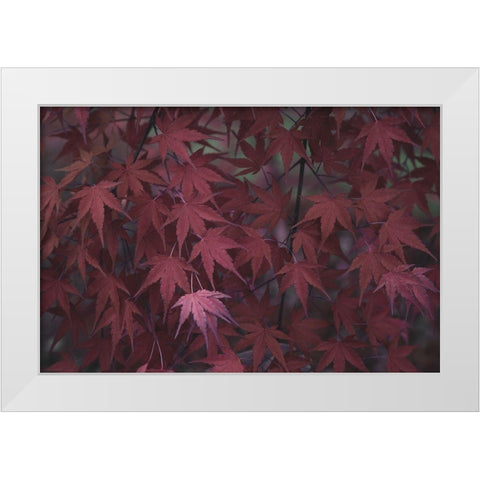 Natures Textures V White Modern Wood Framed Art Print by Stramel, Renee W.