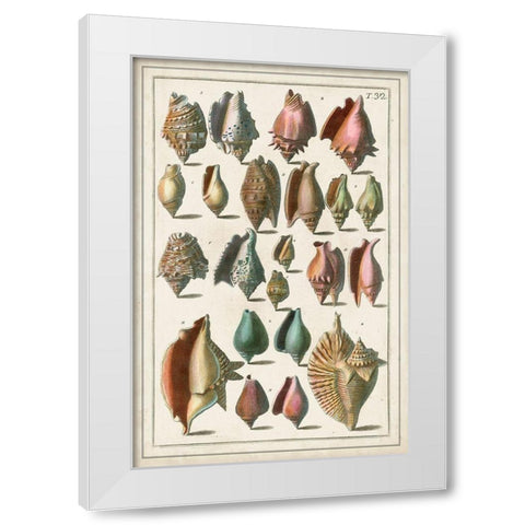 Grand Seba Shells III White Modern Wood Framed Art Print by Seba, Albertus